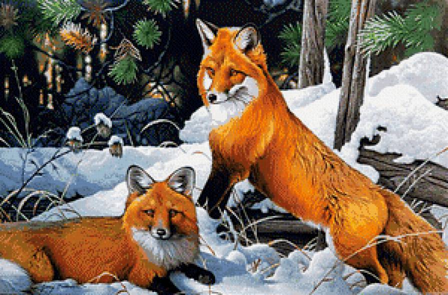 Лисички - лисы, животные - предпросмотр