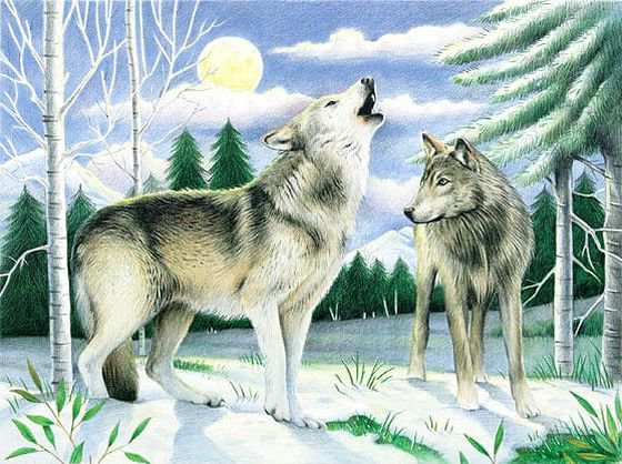 Зов - зима, пейзаж, животные, волки - оригинал