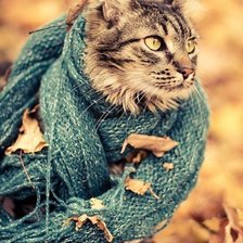 Оригинал схемы вышивки «кот в шарфике» (№591785)