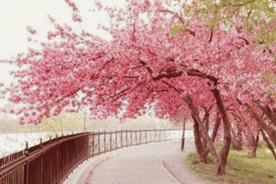 сакура цветёт - сакура, япония, восток, парк - предпросмотр