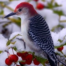 зимняя птичка