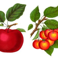 Оригинал схемы вышивки «Яблоко и черешня» (№592642)