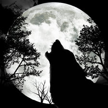 волк и луна