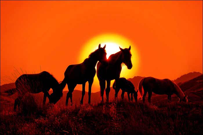 кони - закат, лошади, солнце - оригинал