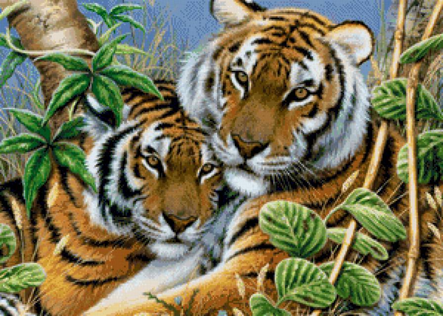 симейный портрет - тигры, пара, портрет, животные - предпросмотр