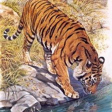 Оригинал схемы вышивки «тигр у водопоя» (№593567)