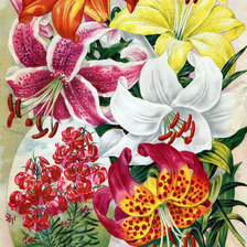 Оригинал схемы вышивки «Цветы» (№593760)