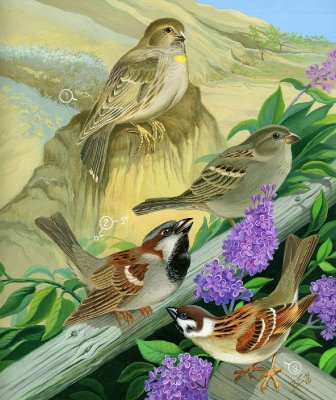 ворбьинный разговор - птици, цветы - оригинал