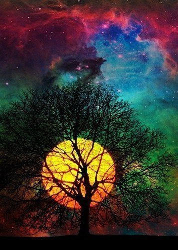 Закат - цвет, фото, дерево, закат - оригинал