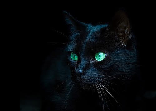 чёрная кошка - котенок, кошка, кот - оригинал