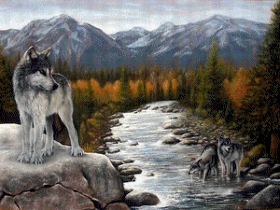 волки - лес, природа, волки, волк, река - предпросмотр