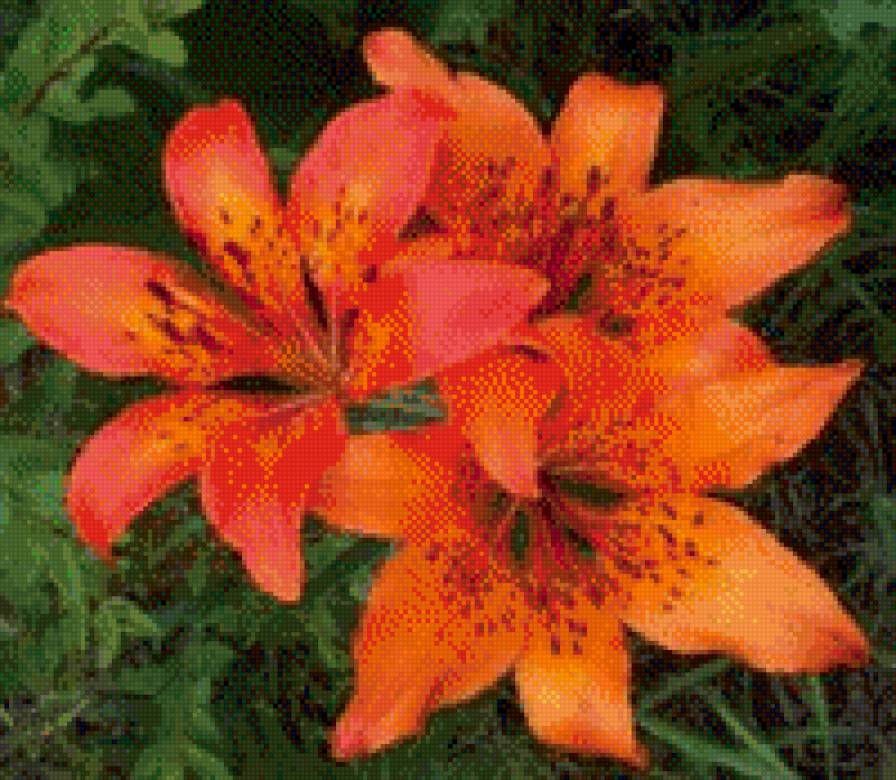 Лилия пенсильванская, даурская - цветы, лилия - предпросмотр