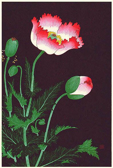 цветочек мака - картина цветы - оригинал