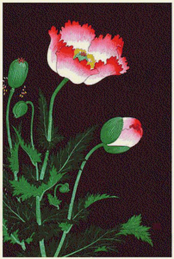 цветочек мака - картина цветы - предпросмотр