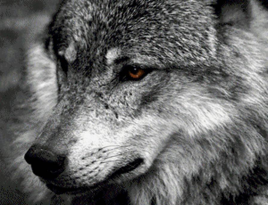 Волк - животные, волк - предпросмотр