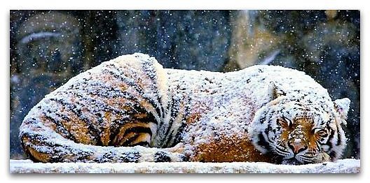 тигр под снегом - тигр, снег, зима - оригинал