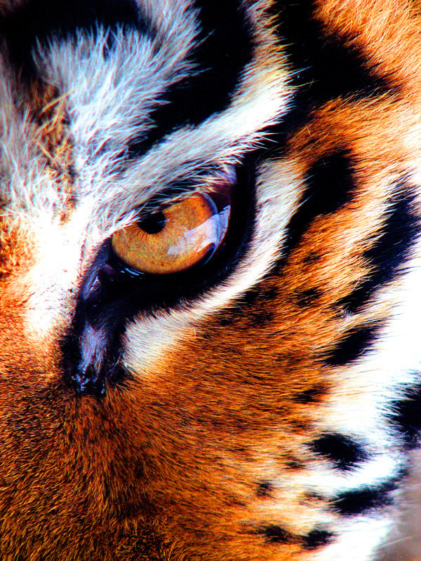 Глаз тигра - животное, глаз, тигр - оригинал