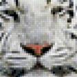 Предпросмотр схемы вышивки «белые тигры» (№596962)