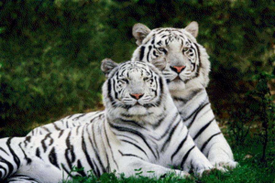 белые тигры - тигр - предпросмотр