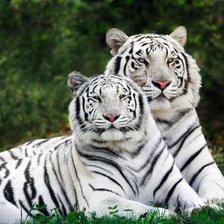 Оригинал схемы вышивки «белые тигры» (№596962)