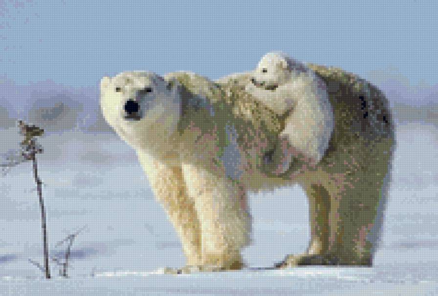 семья - зима, животные, забавные животные, медведи - предпросмотр