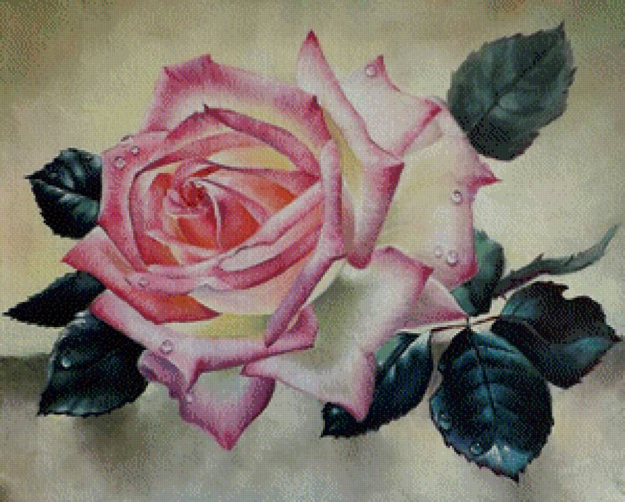 прекрасная роза - роза, капля, капли, роса, розы, розовые цветы - предпросмотр