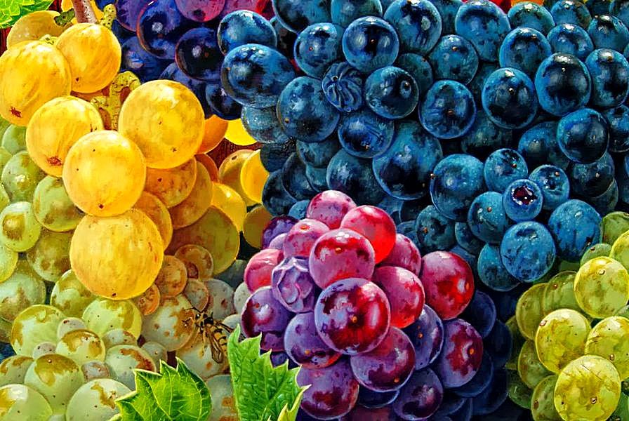 Разноцветные грозди - ягоды, грозди, виноград - оригинал