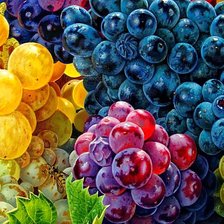 Схема вышивки «Разноцветные грозди»