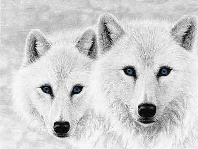 Белые волки - волки, животные, монохром - оригинал