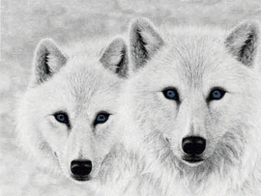 Белые волки - монохром, волки, животные - предпросмотр