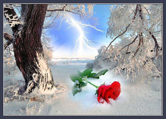 роза на снегу - зима - оригинал