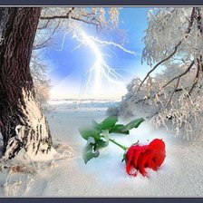 роза на снегу