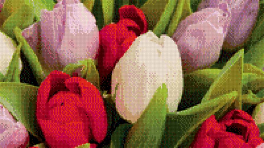 тюльпаны - цветы, весна, тюльпаны - предпросмотр