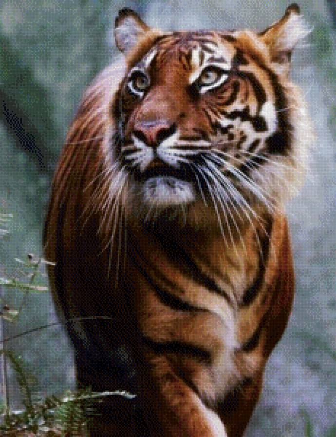 тигр - кошки, животные, тигр, природа - предпросмотр