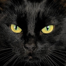 Оригинал схемы вышивки «Черная кошка» (№599429)