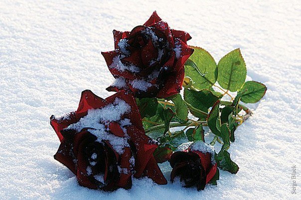 розы на снегу - оригинал