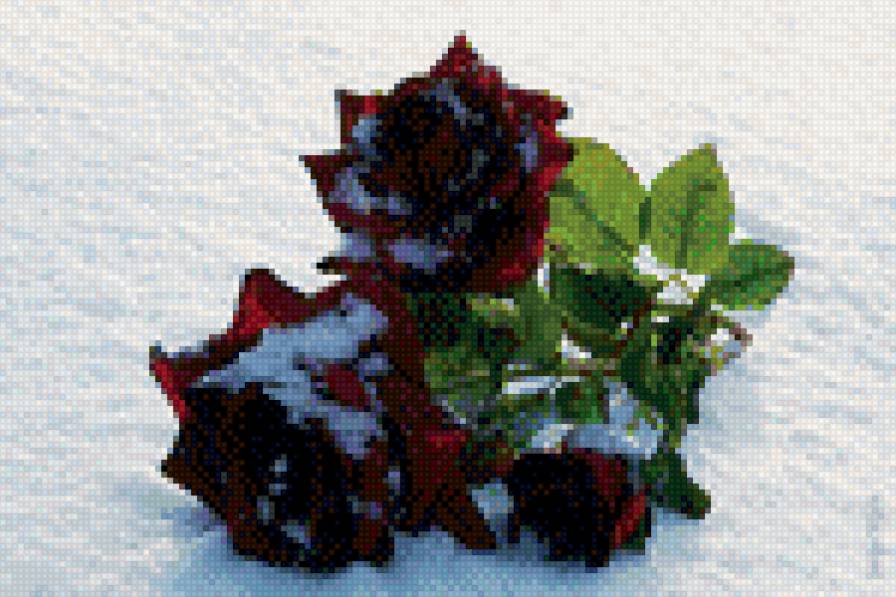 розы на снегу - предпросмотр