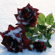 розы на снегу