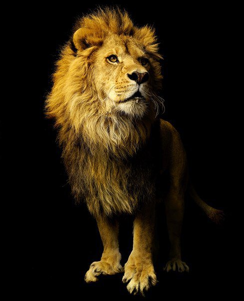 лев - животные, дикие кошки - оригинал