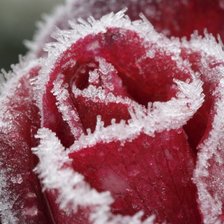 Схема вышивки «замерзшая роза»