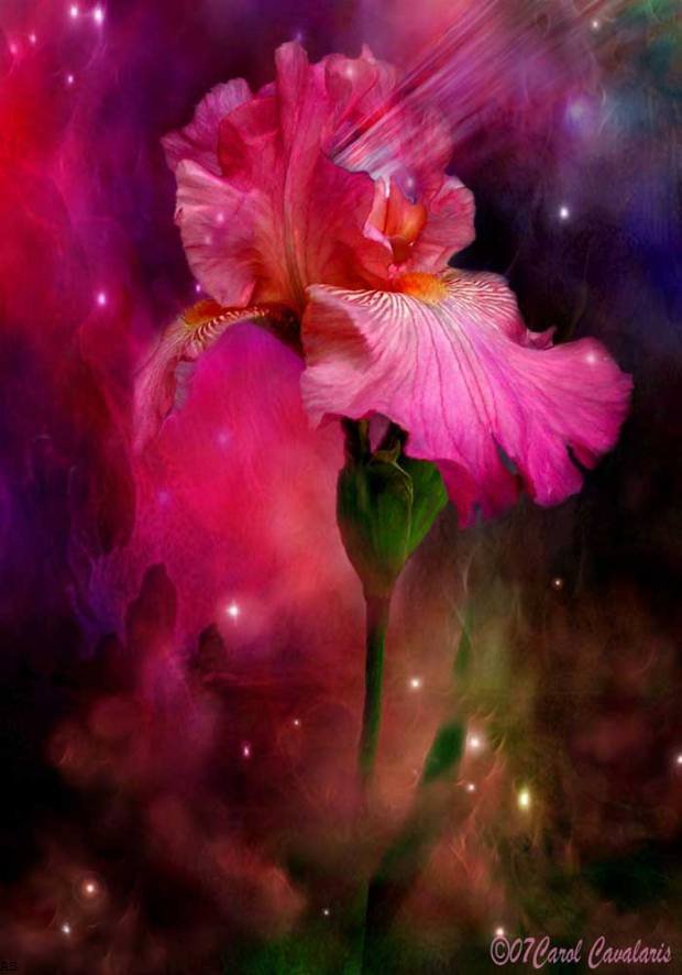 Carol Cavalaris - природа, цветы, волшебство - оригинал