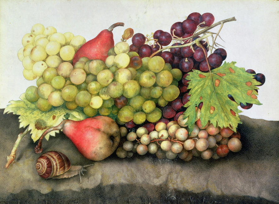 Натюрморт с улиткой - ягоды, фрукты, натюрморт, улитка - оригинал