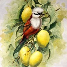 Оригинал схемы вышивки «птица в лимонах» (№602572)