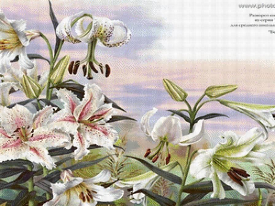 лилии - цветы - предпросмотр