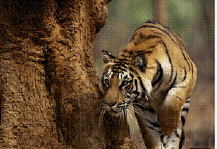 на охоте - тигры, животные - предпросмотр