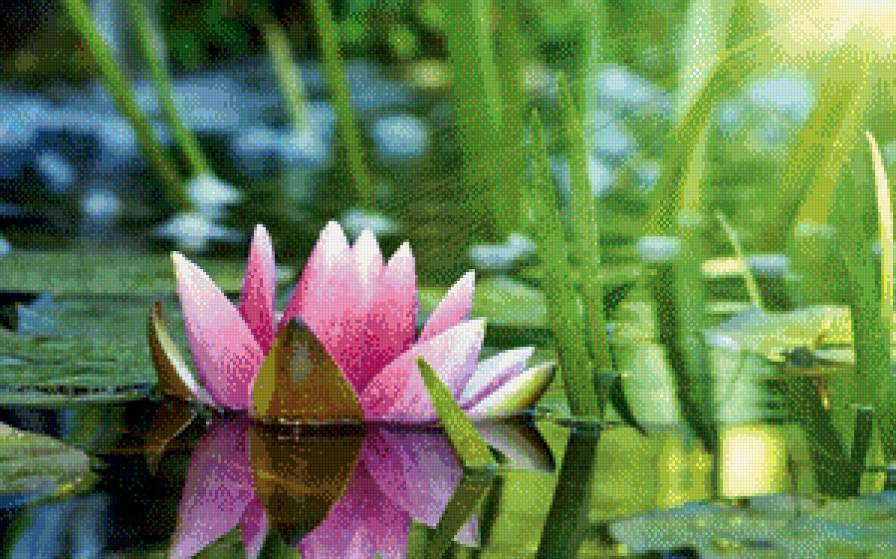 №602858 - цветок, озеро, солнце, лилия - предпросмотр
