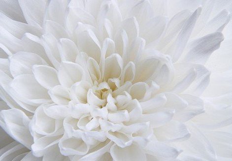 цветок белый - оригинал