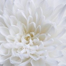 Оригинал схемы вышивки «цветок белый» (№603877)
