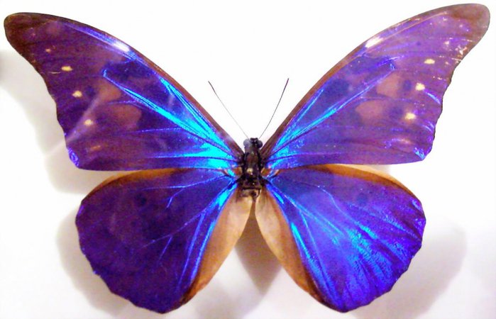 бабочки фиолет - бабочка - оригинал