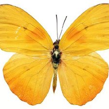 бабочка солнце жёлтый